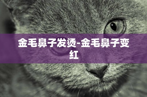 金毛鼻子發燙-金毛鼻子變紅