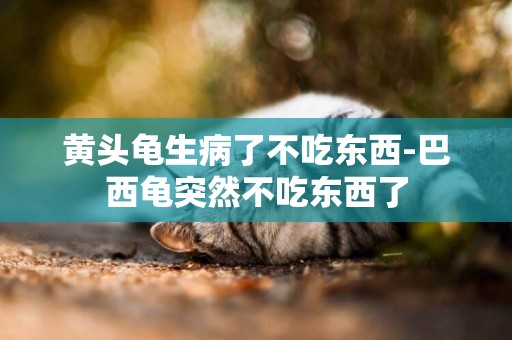 黃頭龜生病了不吃東西-巴西龜突然不吃東西了
