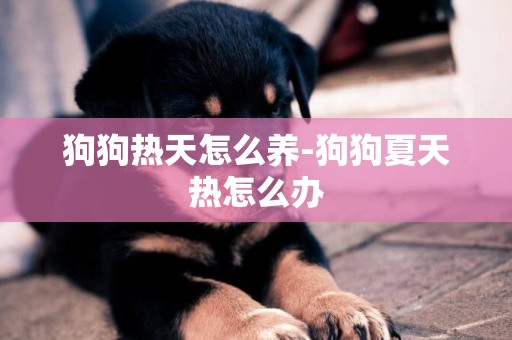 狗狗熱天怎么養-狗狗夏天熱怎么辦
