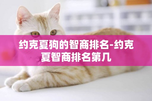約克夏狗的智商排名-約克夏智商排名第幾
