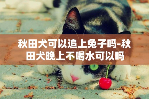 秋田犬可以追上兔子嗎-秋田犬晚上不喝水可以嗎