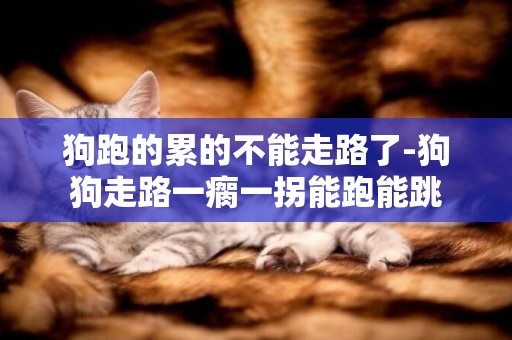 狗跑的累的不能走路了-狗狗走路一瘸一拐能跑能跳