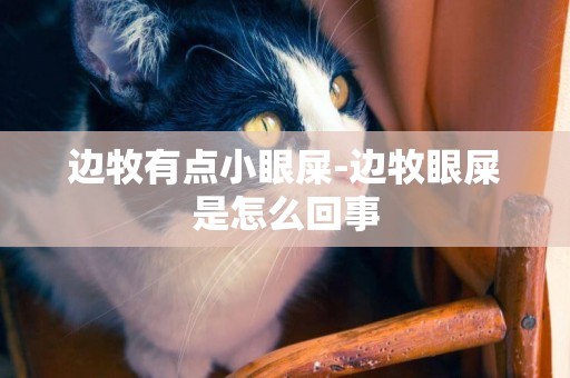邊牧有點小眼屎-邊牧眼屎是怎么回事