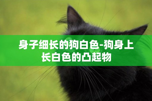 身子細長的狗白色-狗身上長白色的凸起物