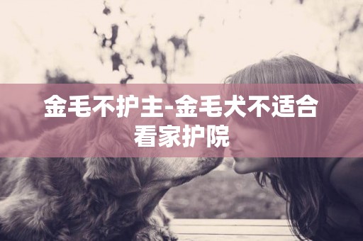 金毛不護主-金毛犬不適合看家護院