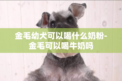 金毛幼犬可以喝什么奶粉-金毛可以喝牛奶嗎