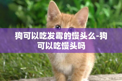狗可以吃發霉的饅頭么-狗可以吃饅頭嗎