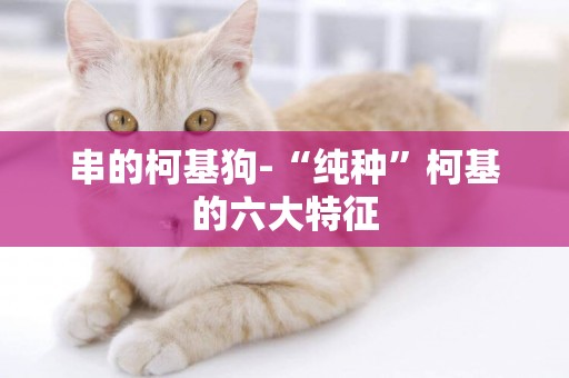 串的柯基狗-“純種”柯基的六大特征
