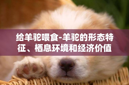 給羊駝喂食-羊駝的形態特征、棲息環境和經濟價值