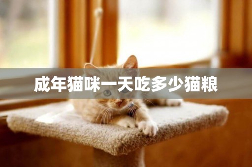 成年貓咪一天吃多少貓糧