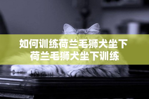 如何訓練荷蘭毛獅犬坐下 荷蘭毛獅犬坐下訓練