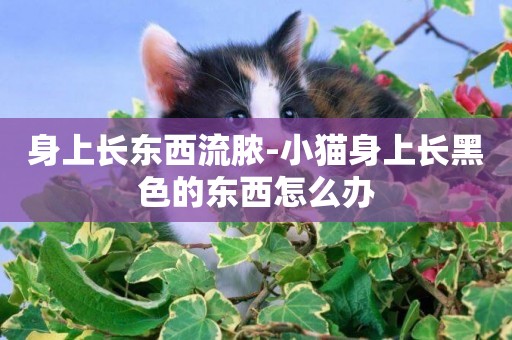 身上長東西流膿-小貓身上長黑色的東西怎么辦