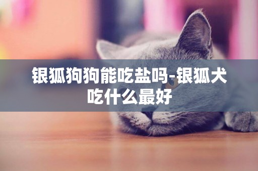 銀狐狗狗能吃鹽嗎-銀狐犬吃什么最好