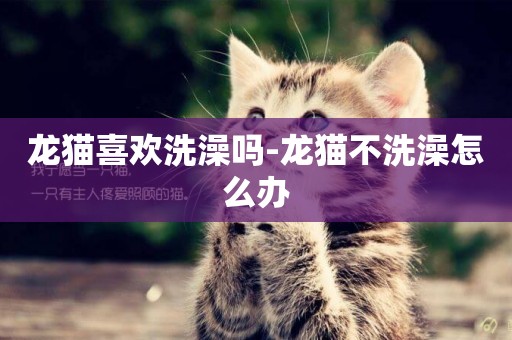 龍貓喜歡洗澡嗎-龍貓不洗澡怎么辦
