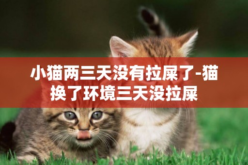 小貓兩三天沒有拉屎了-貓換了環境三天沒拉屎