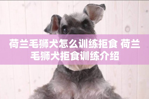 荷蘭毛獅犬怎么訓練拒食 荷蘭毛獅犬拒食訓練介紹