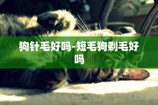 狗針毛好嗎-短毛狗剃毛好嗎