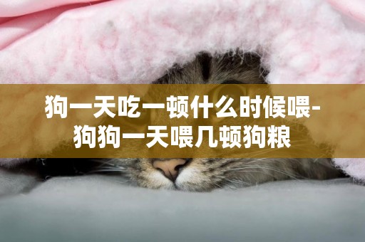 狗一天吃一頓什么時候喂-狗狗一天喂幾頓狗糧