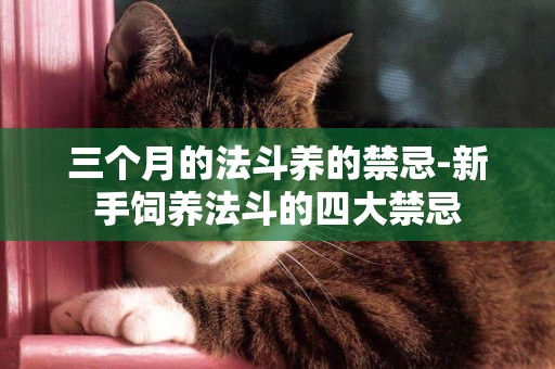 三個月的法斗養的禁忌-新手飼養法斗的四大禁忌