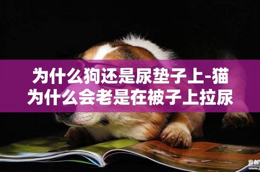 為什么狗還是尿墊子上-貓為什么會老是在被子上拉尿