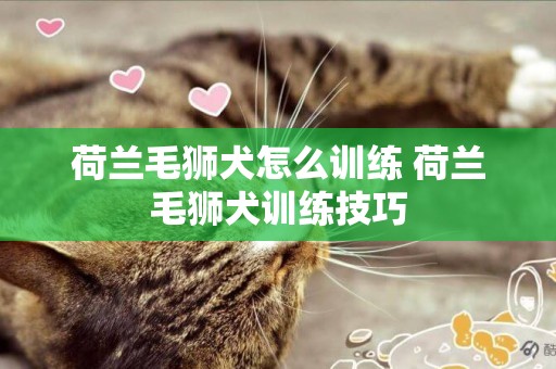 荷蘭毛獅犬怎么訓練 荷蘭毛獅犬訓練技巧