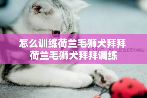 怎么訓練荷蘭毛獅犬拜拜 荷蘭毛獅犬拜拜訓練