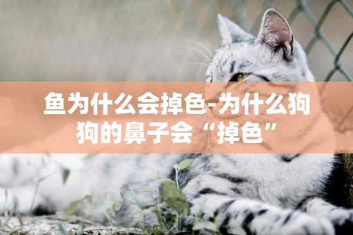 魚為什么會掉色-為什么狗狗的鼻子會“掉色”