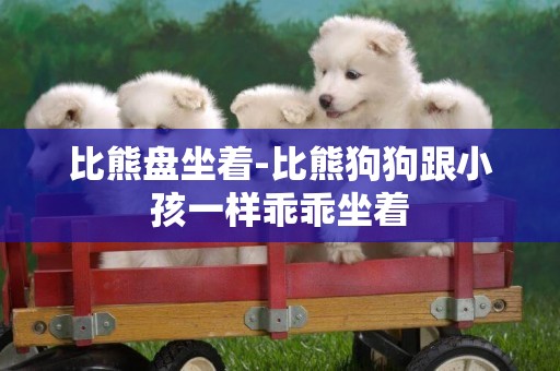 比熊盤坐著-比熊狗狗跟小孩一樣乖乖坐著