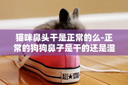 貓咪鼻頭干是正常的么-正常的狗狗鼻子是干的還是濕的
