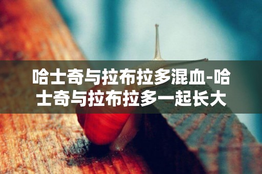 哈士奇與拉布拉多混血-哈士奇與拉布拉多一起長大