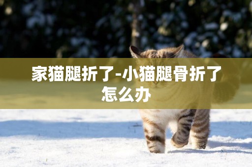 家貓腿折了-小貓腿骨折了怎么辦