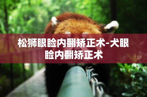 松獅眼瞼內翻矯正術-犬眼瞼內翻矯正術