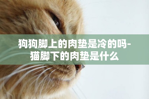 狗狗腳上的肉墊是冷的嗎-貓腳下的肉墊是什么