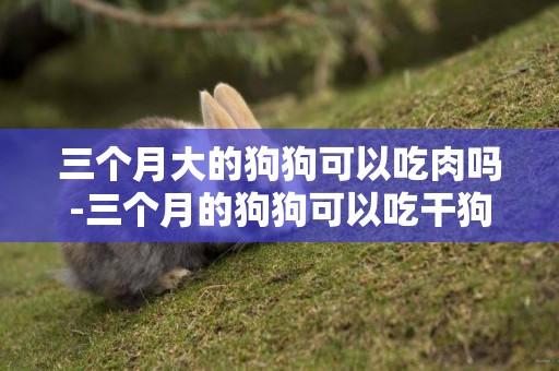 三個月大的狗狗可以吃肉嗎-三個月的狗狗可以吃干狗糧嗎