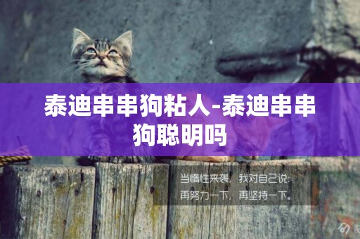 泰迪串串狗粘人-泰迪串串狗聰明嗎