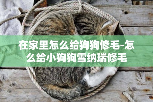 在家里怎么給狗狗修毛-怎么給小狗狗雪納瑞修毛