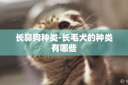 長鼻狗種類-長毛犬的種類有哪些