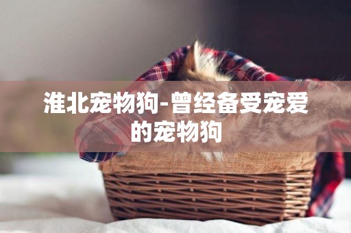 淮北寵物狗-曾經備受寵愛的寵物狗