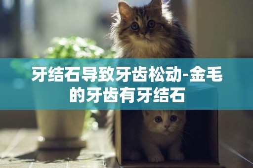 牙結石導致牙齒松動-金毛的牙齒有牙結石