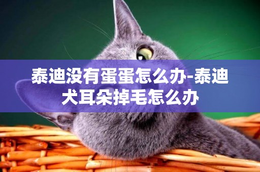 泰迪沒有蛋蛋怎么辦-泰迪犬耳朵掉毛怎么辦
