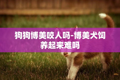 狗狗博美咬人嗎-博美犬飼養起來難嗎
