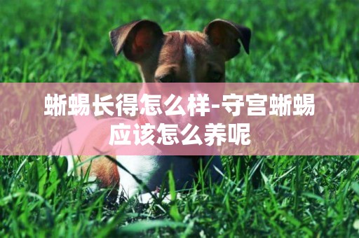 蜥蜴長得怎么樣-守宮蜥蜴應該怎么養呢