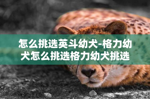 怎么挑選英斗幼犬-格力幼犬怎么挑選格力幼犬挑選