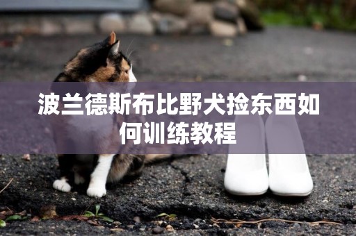 波蘭德斯布比野犬撿東西如何訓練教程