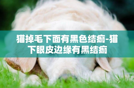 貓掉毛下面有黑色結痂-貓下眼皮邊緣有黑結痂