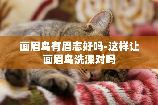 畫眉鳥有眉志好嗎-這樣讓畫眉鳥洗澡對嗎