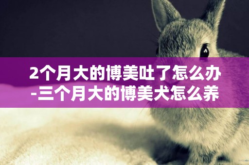 2個月大的博美吐了怎么辦-三個月大的博美犬怎么養