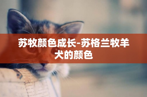 蘇牧顏色成長-蘇格蘭牧羊犬的顏色