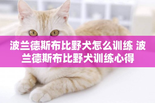 波蘭德斯布比野犬怎么訓練 波蘭德斯布比野犬訓練心得