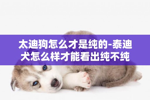太迪狗怎么才是純的-泰迪犬怎么樣才能看出純不純